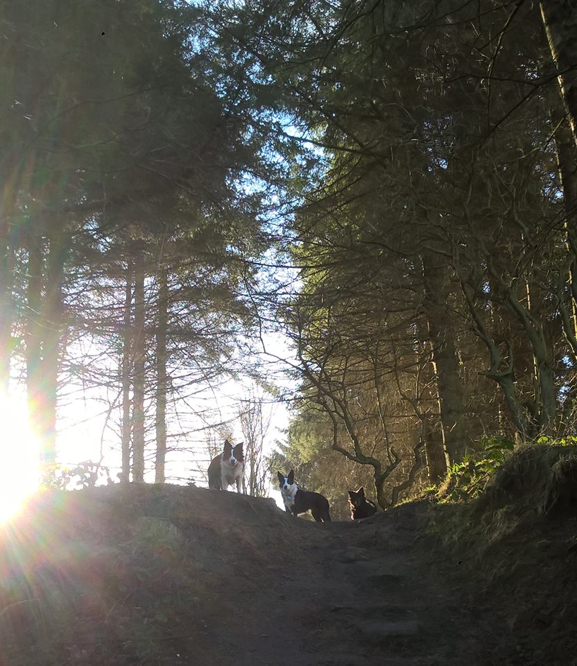 North East Dog Walking