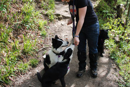 Treats given to dogs