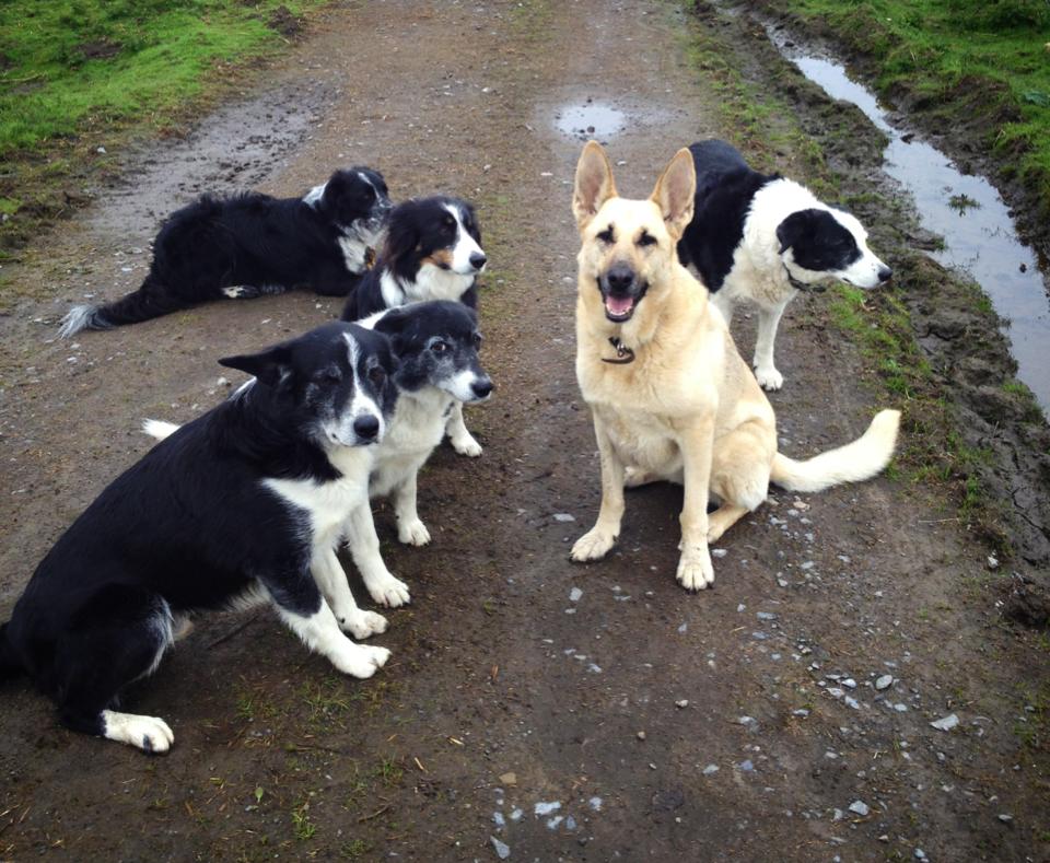 A group of five dogs, four black and white and one tan, sit and lie on a muddy path surrounded by grass. The tan dog, sitting prominently, looks directly at the camera with a happy expression.
