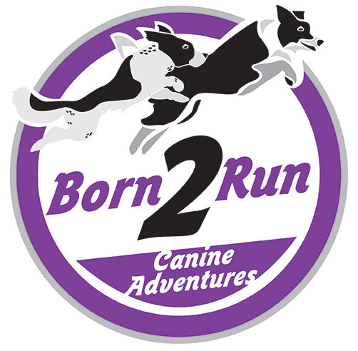 Born2Run Canine Adventures logo. Purple and white circular logo with 2 border collies jumping across