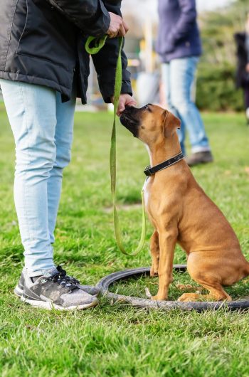 picture of a woman with a young boxer dog on a dog training field